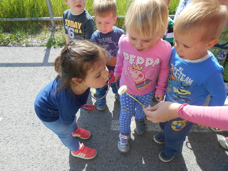 cebele_apr_2017_0007